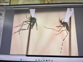 YUCATÁN | Detectan nuevo mosquito capaz de transmitir dengue, zika y chikungunya