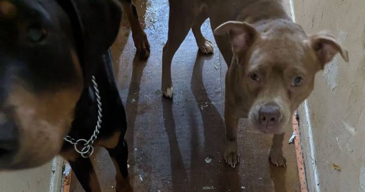 North London thug fractured dogs' skulls and strangled them in monstrous campaign of abuse