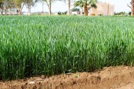 Sigue expedición de permisos de siembra en el Valle de Mexicali; más de 57 mil hectáreas: AGRICULTURA