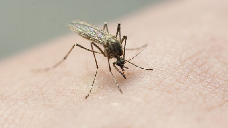 Mobile County chicken tests positive for West Nile Virus