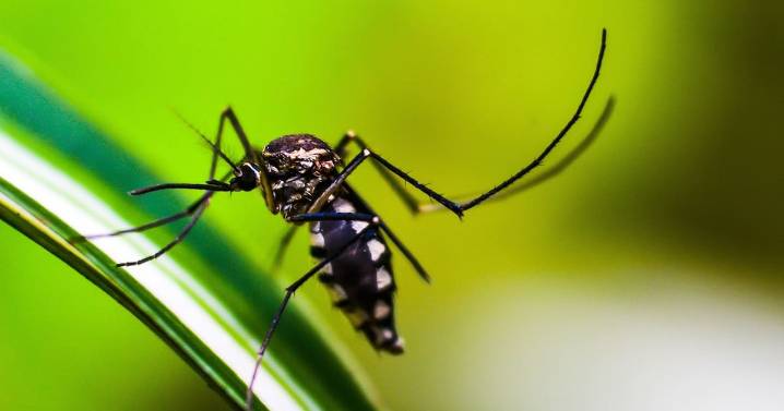 Confirman dos casos de enfermedades transmitidas por mosquitos en Yuma