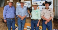 Walcha kelpie makes $15,500 at Glen Innes working dog sale