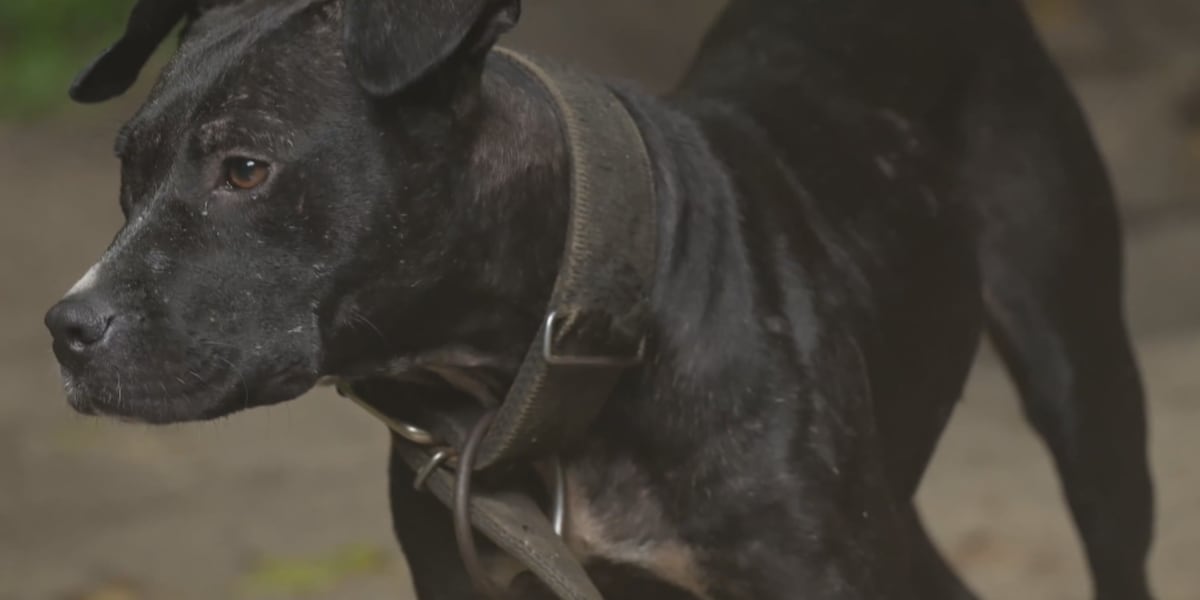 As S.C. dogfighting cases rise, investigators sound alarm