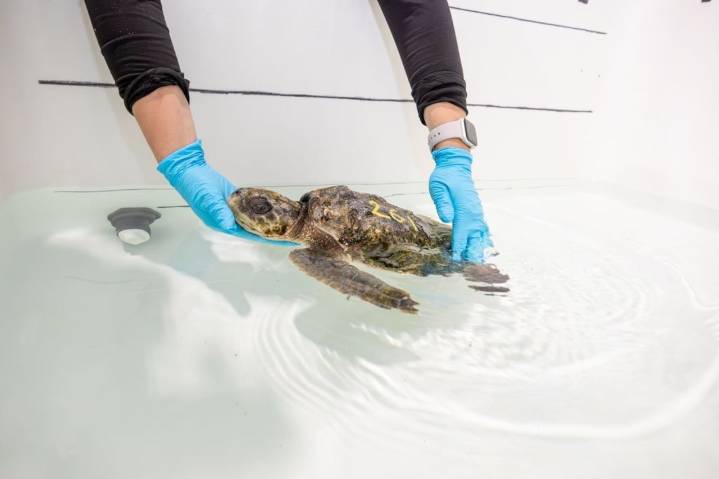 Hundreds of turtles face deadly cold on Cape Cod; NE Aquarium gives life