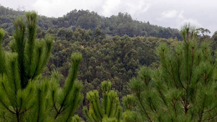 Los propietarios que cambien el eucalipto a otra finca suya podrán replantar el 100%
