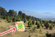 Bosques regulados: la licencia obligatoria para comprar un árbol navideño legal en México
