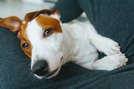 CBD Could Be Helpful for Some Dogs, Scientists Reveal