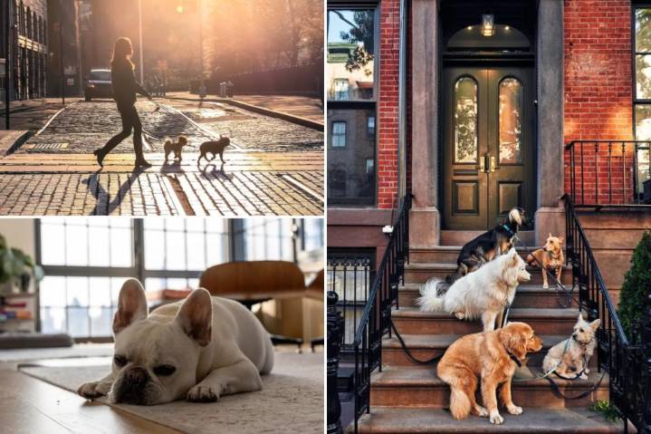 NYC is one of the least pet-friendly places to rent: report