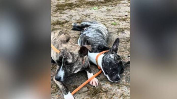 Arkansas Shelter Team Finds An Empty Crate At Sunrise, Then Discovers Who Had Been Inside It