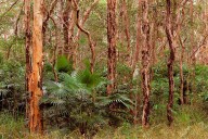Cabbage tree palm: a sweet-leafed Australian native that waits 150 years to bloom