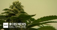 Howard County firefighters push to allow medicinal cannabis use