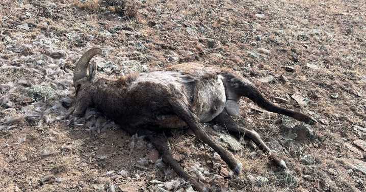 Colorado Parks and Wildlife is searching for a poacher who shot and killed Rocky Mountain Big Horn Sheep