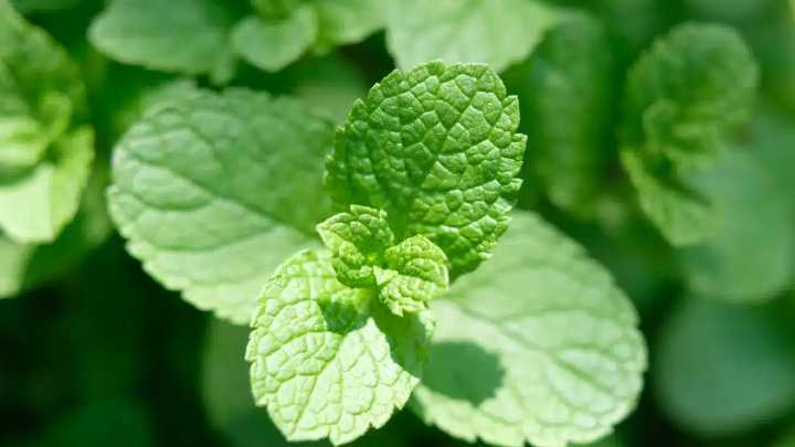 Los espectaculares beneficios de la menta, un tesoro botánico