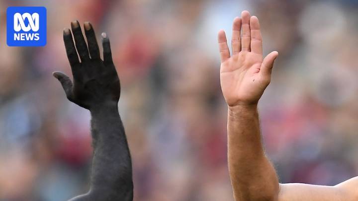 Race discrimination commissioner questions AFL's commitment to fighting racism