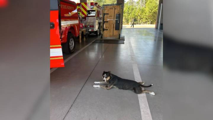 Dog Finds Her Way Into Texas Fire Station, What Happens Next Warms Everyone's Hearts