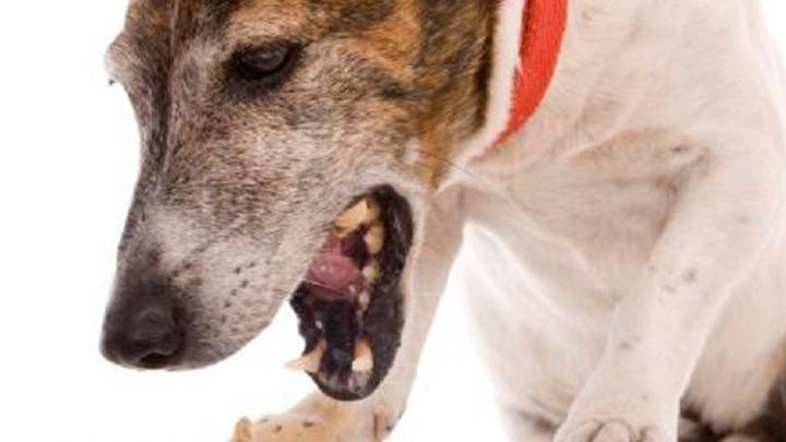 ¿Qué es la tos de la perrera? ¿Cómo se puede prevenir?