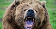 Grizzly bear attacks primary pupils and teachers with 11 injured and 2 fighting for their lives