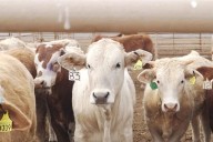 Agrava la burocracia crisis ganadera en NL