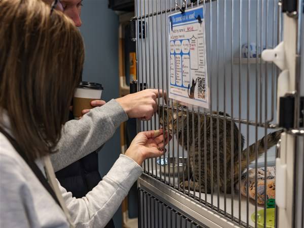 Photo Gallery: 5 years in Humane Ohio’s new building