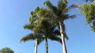 UF plant pathologists study nearly 30 species of palm trees to analyze their risk for trunk rot