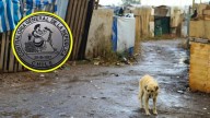 Contraloría ordena a municipios prevenir abandono de mascotas durante desalojos de tomas