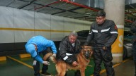 Esta es la resolución de la Supervigilancia para regular a empresas que trabajan con perros de seguridad