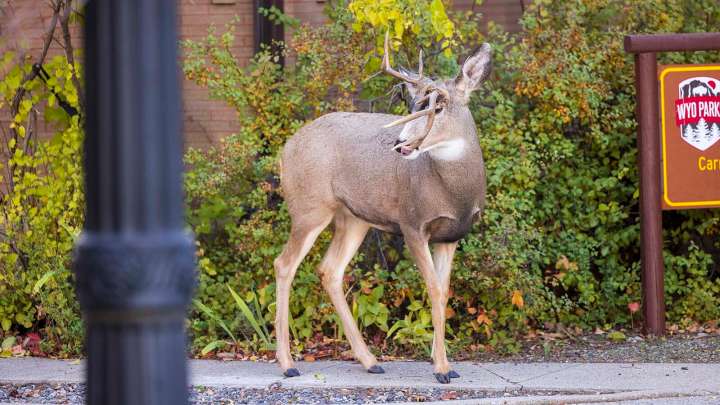 Mule Deer Buck With Bizarre, Rare Antler Break Turns Heads In Sheridan