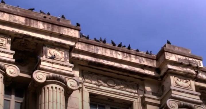 “Buscamos una convivencia equilibrada entre la ciudad y las palomas”: el municipio presentó un plan para reducir la población de aves