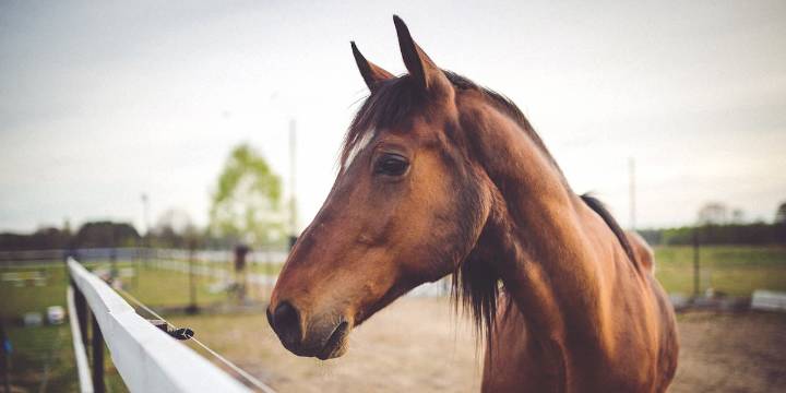 Equine Herpesvirus outbreak alert issued to Texas horsemen after event in Central Texas
