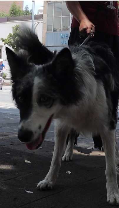 Invitan al Cuarto Concurso Estatal de Dibujo y Pintura sobre prevención del maltrato animal