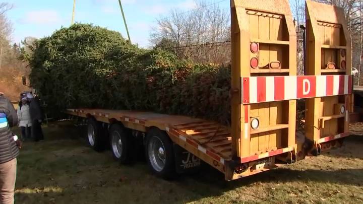 Boston Christmas tree delivery: Watch live