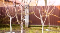 The Fruit Tree Variety That Is Perfect For Urban Gardens & Smaller Homes