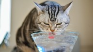 El motivo por el que tu gato rasca el suelo antes de beber agua: la sorprendente explicación de los expertos