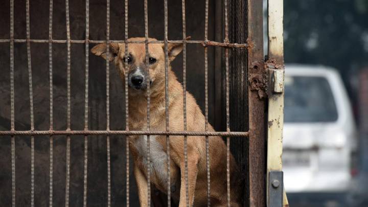 Stray dog menace: Kerala mulls creation of ‘dog parks’ to comply with SC ruling