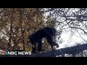 Chimp escape prompts zoo lockdown