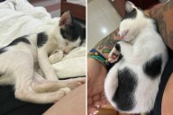 Stray Cat Found by Dumpster in Vietnam—Then Tourist Decides To Save Him
