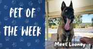 Pet of the Week: Meet Looney!