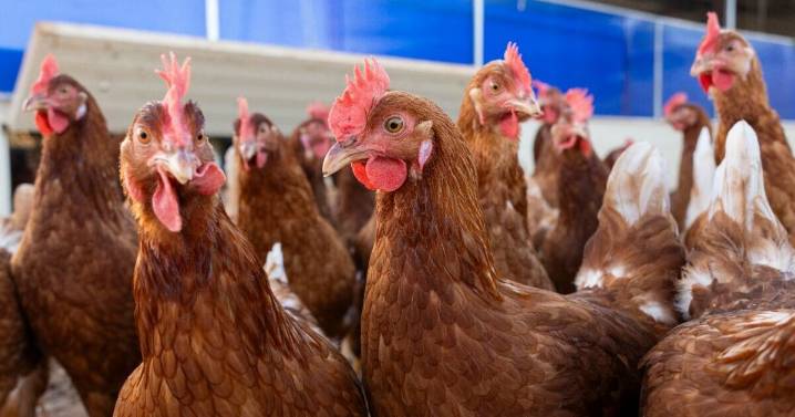 First human death from rare H5N5 bird flu strain confirmed in US
