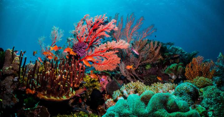 Más de 800 nuevas especies marinas descubiertas en misión global Oceánica