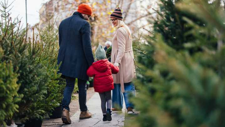 What To Look For When Buying A Live Christmas Tree
