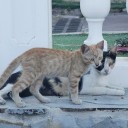 Felinos de la Gruta de Lourdes cuentan con refugio temporal en Poliribas, Aragua