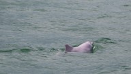 Have you seen 'Pinky?' Pink dolphins seen in Louisiana's Gulf waters