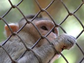 MDWFP locates and captures the last remaining monkey loose in MS