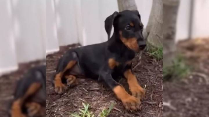 Florida Couple's Heartwarming Adoption Of Doberman Puppy Turns Their Dog Into A Total Softie