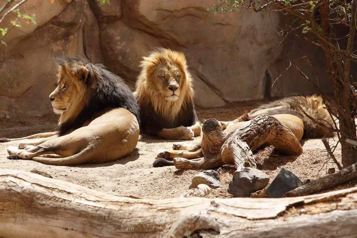 New Zealand Sanctuary Asking for Donations to Feed 5 Lions or They'll Be Euthanized