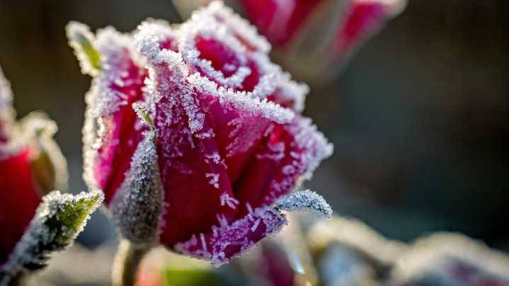 How To Protect Your Climbing Rose Plants From Frost During The Winter