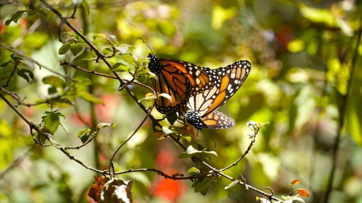 Mariposas monarca marcadas por satélite llegan a Michoacán