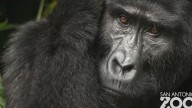 San Antonio Zoo announces opening date for new gorilla habitat Congo Falls