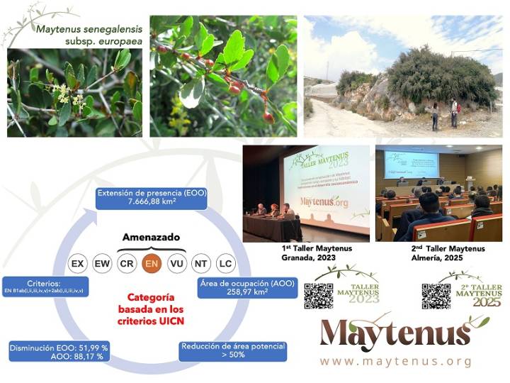 El arto, un arbusto clave para los ecosistemas costeros, ha perdido un 30% de presencia en 50 años, alerta un estudio liderado por la UGR