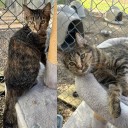 Successful online auction for Weyburn Humane Society